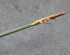 Eleocharis acuta
