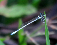 Agriocnemis pieris