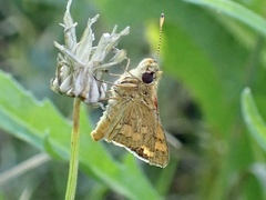 Ocybadistes walkeri sothis