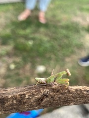 Hierodula patellifera