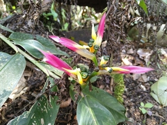 Heliconia aemygdiana
