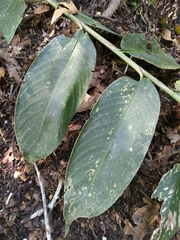 Heliconia aemygdiana