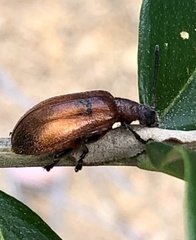 Metriolagria affinis