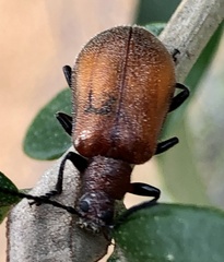 Metriolagria affinis