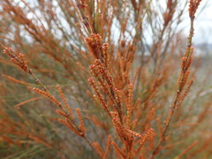 Allocasuarina distyla
