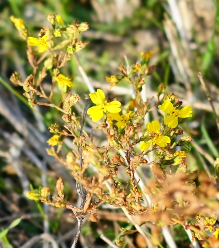 Image of Deinandra lobbii by (c) Michael Warner, some rights reserved (CC BY)