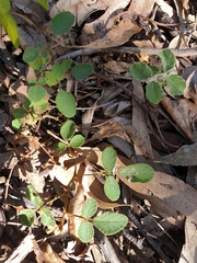 Desmodium rhytidophyllum