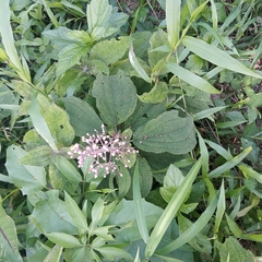 Miconia subcrustulata