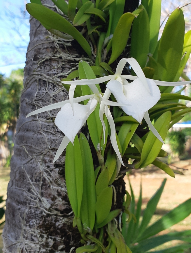 Lady of the Night Orchid from Av Circunvalar Km 10+700, San Andrés, San ...