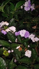 Brunfelsia pauciflora