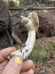 Helvella maculata