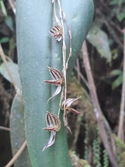 Pleurothallis lindenii