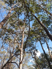 Lophostemon confertus