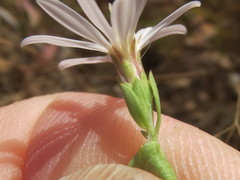 Symphyotrichum hallii