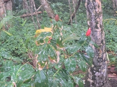 Costus woodsonii