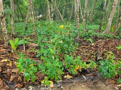 Costus woodsonii
