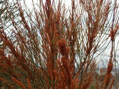 Allocasuarina distyla