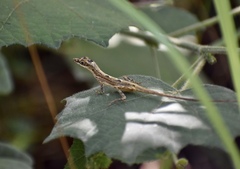 Anolis alutaceus