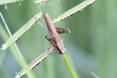 Melanoplini