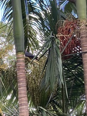 Lopholaimus antarcticus