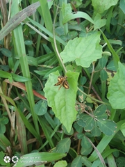 Taractrocera luzonensis