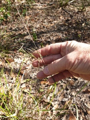 Cymbopogon refractus