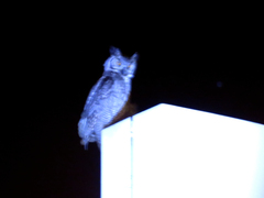 Bubo virginianus nacurutu