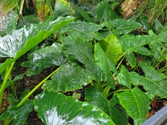 Xanthosoma robustum