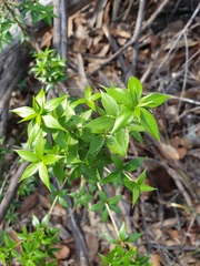 Alyxia ruscifolia