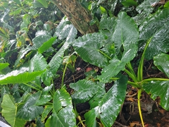 Xanthosoma robustum