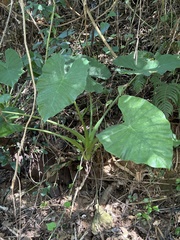 Alocasia macrorrhizos