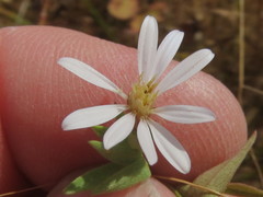 Symphyotrichum hallii