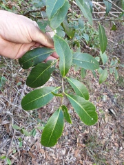 Denhamia bilocularis