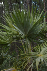 Leucothrinax morrisii