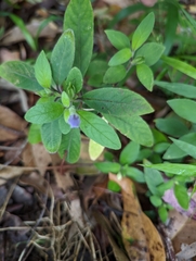 Ruellieae