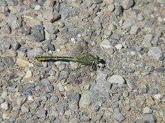 Gomphus pulchellus