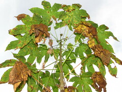 Cochlospermum vitifolium