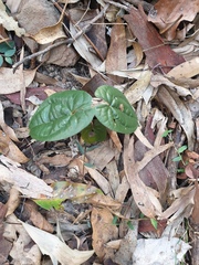 Dioscorea transversa