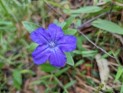 Ruellieae