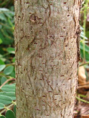 Cochlospermum vitifolium