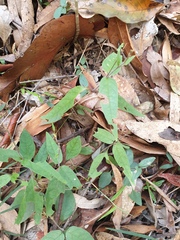 Pseuderanthemum variabile