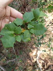 Alchornea ilicifolia