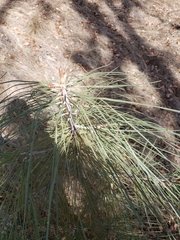 Pinus sabiniana