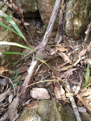 Paspalum scrobiculatum