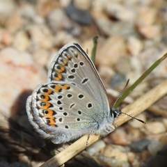Plebejus idas