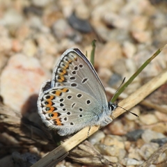 Plebejus idas