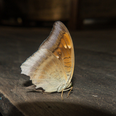 Euthalia aconthea garuda