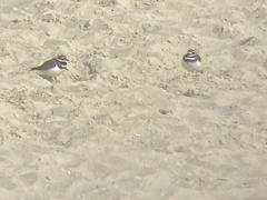 Charadrius vociferus
