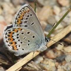 Plebejus idas