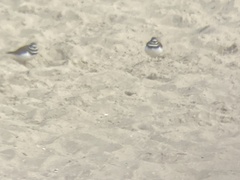 Charadrius vociferus